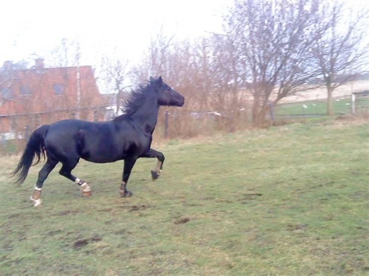 Hackney Miss Charmeur Shadow - Hm, mon der skulle være noget Hackney i hende ??? billede 13