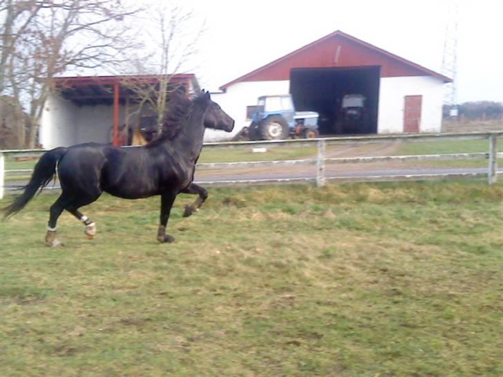 Hackney Miss Charmeur Shadow billede 14