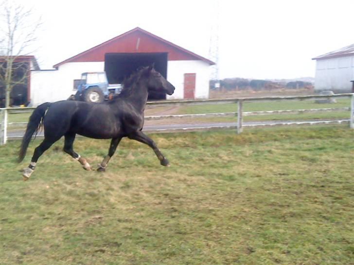 Hackney Miss Charmeur Shadow billede 15