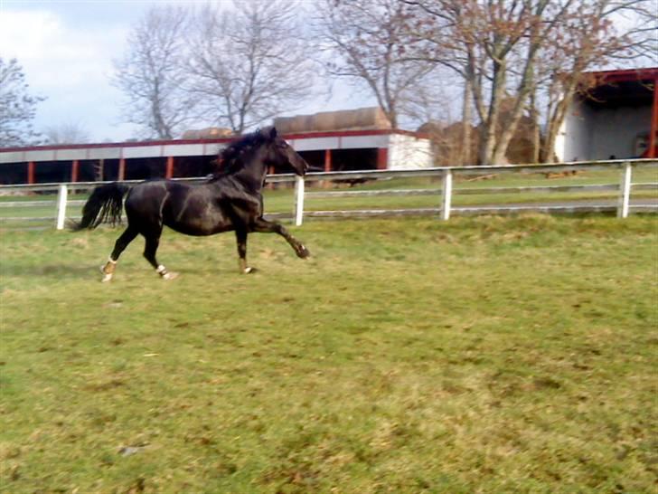 Hackney Miss Charmeur Shadow billede 16