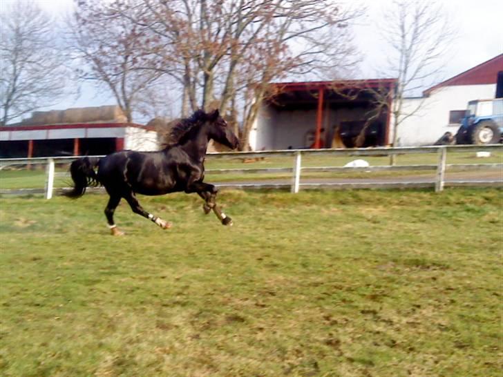 Hackney Miss Charmeur Shadow billede 17