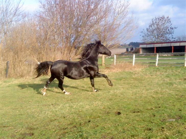 Hackney Miss Charmeur Shadow billede 18