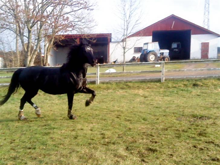 Hackney Miss Charmeur Shadow billede 19