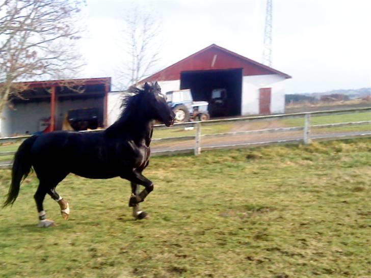 Hackney Miss Charmeur Shadow billede 20