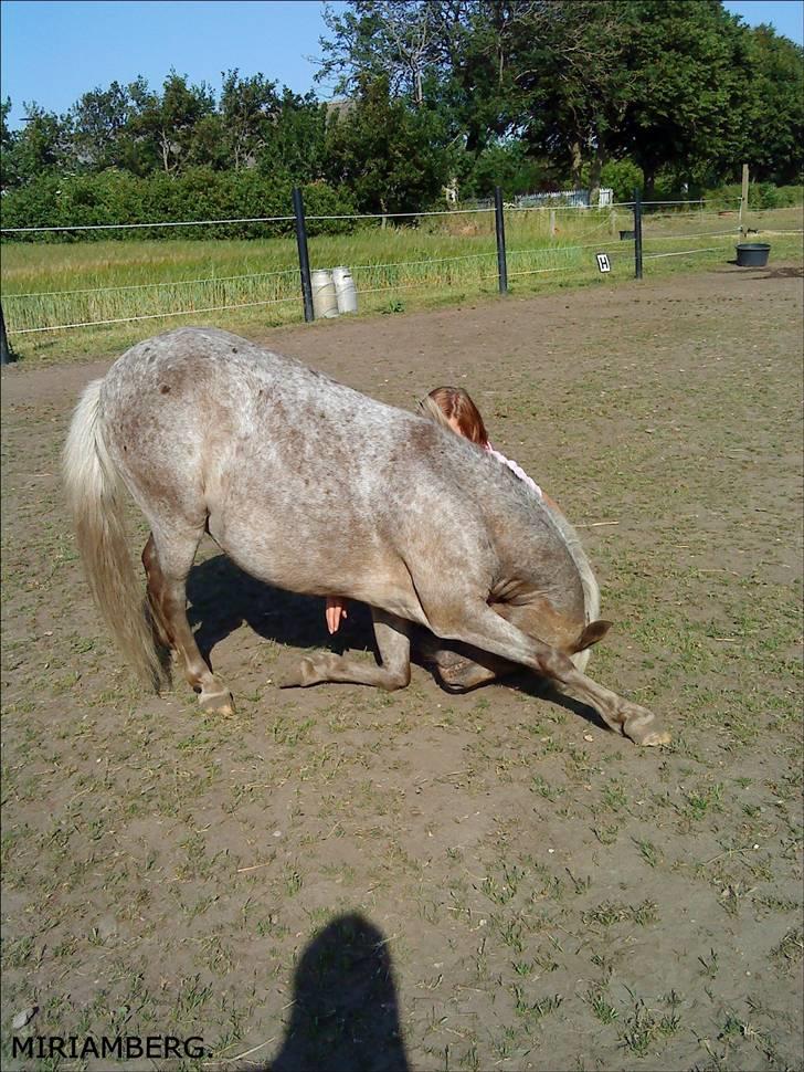 Anden særlig race Figaro - Lidt tricks, neje/bukke :-). - d. 02-07-2009. billede 12