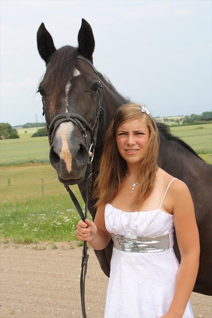 Welsh Cob (sec D) Derwen Genevieve (R.I.P.) billede 6