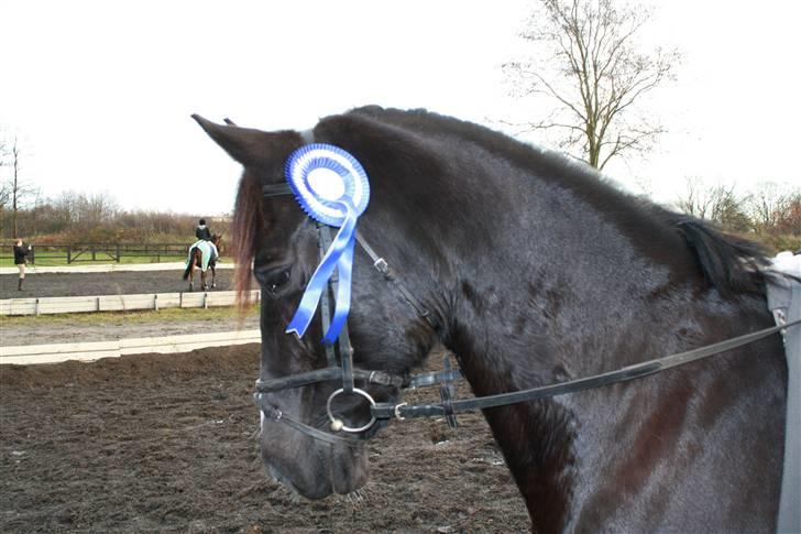 Welsh Cob (sec D) Derwen Genevieve (R.I.P.) - LC1 68% og 2.pl, SBR nov. 2008. billede 8
