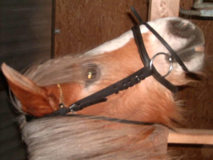 Haflinger Tembo R.I.P billede 12