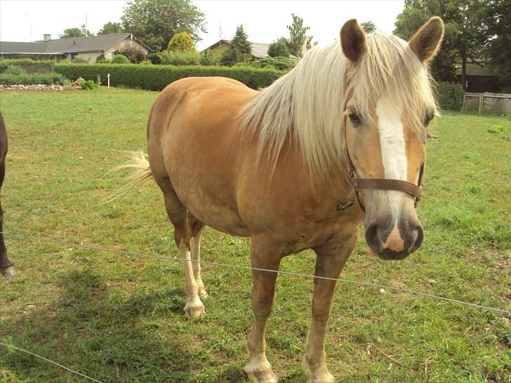 Haflinger Tembo R.I.P - Tembo sommer 2010 billede 11