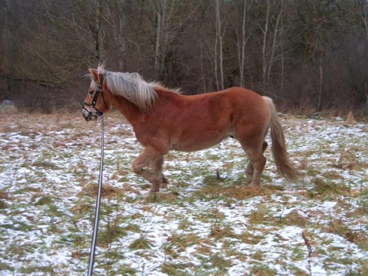 Haflinger Tembo R.I.P billede 14