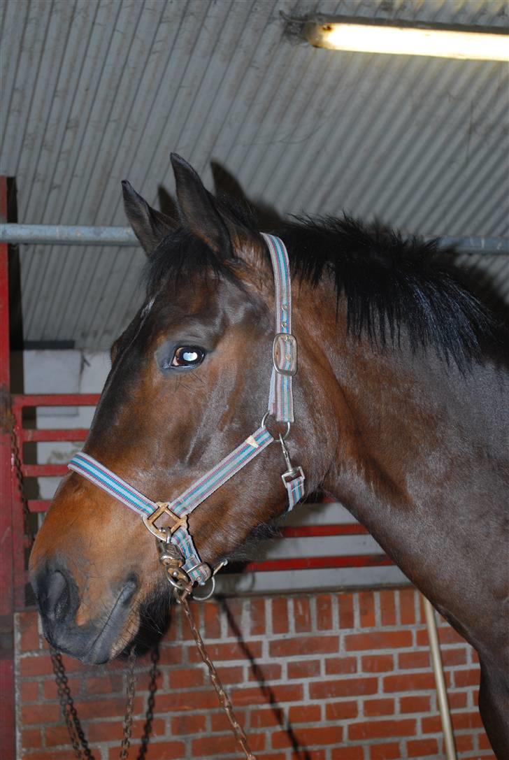 Dansk Varmblod Lioness (solgt) billede 1