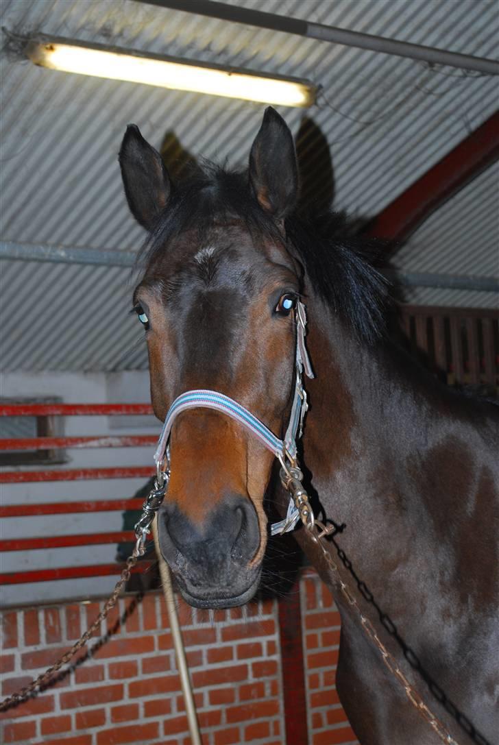 Dansk Varmblod Lioness (solgt) billede 2