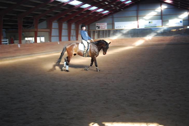 Dansk Varmblod Lioness (solgt) billede 3