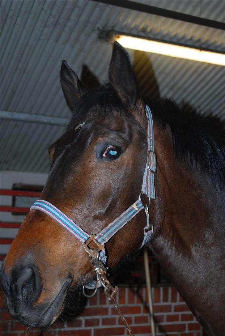 Dansk Varmblod Lioness (solgt) billede 4