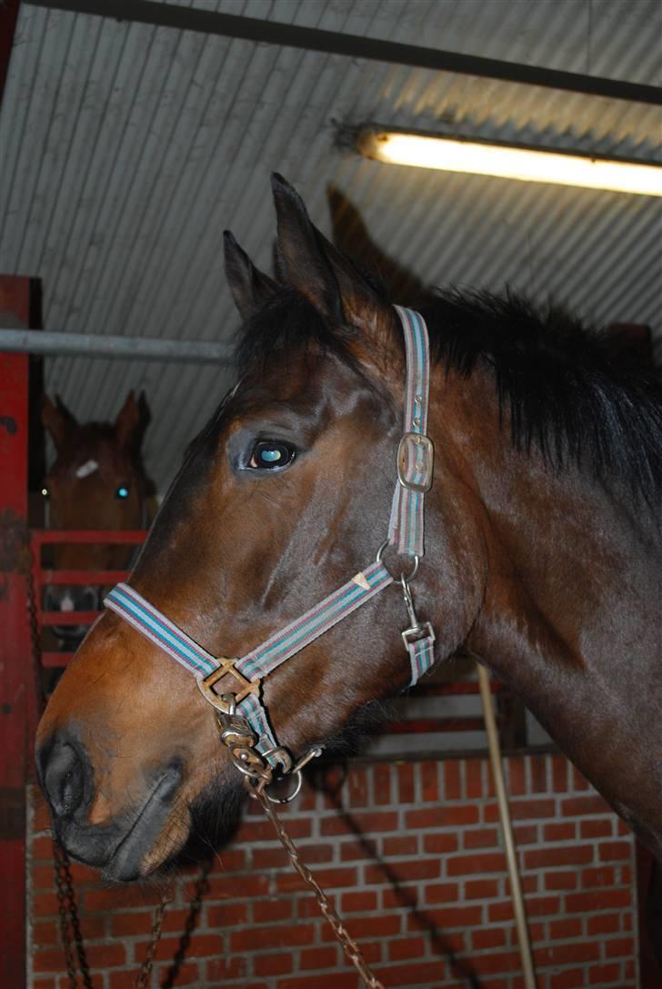 Dansk Varmblod Lioness (solgt) billede 5