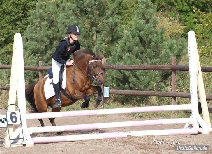 Anden særlig race | MISCHA - Babes foto (Camilla Jensen) Klubmesterskab spring, desvære red jeg forkert, jeg er en kegle ! billede 18