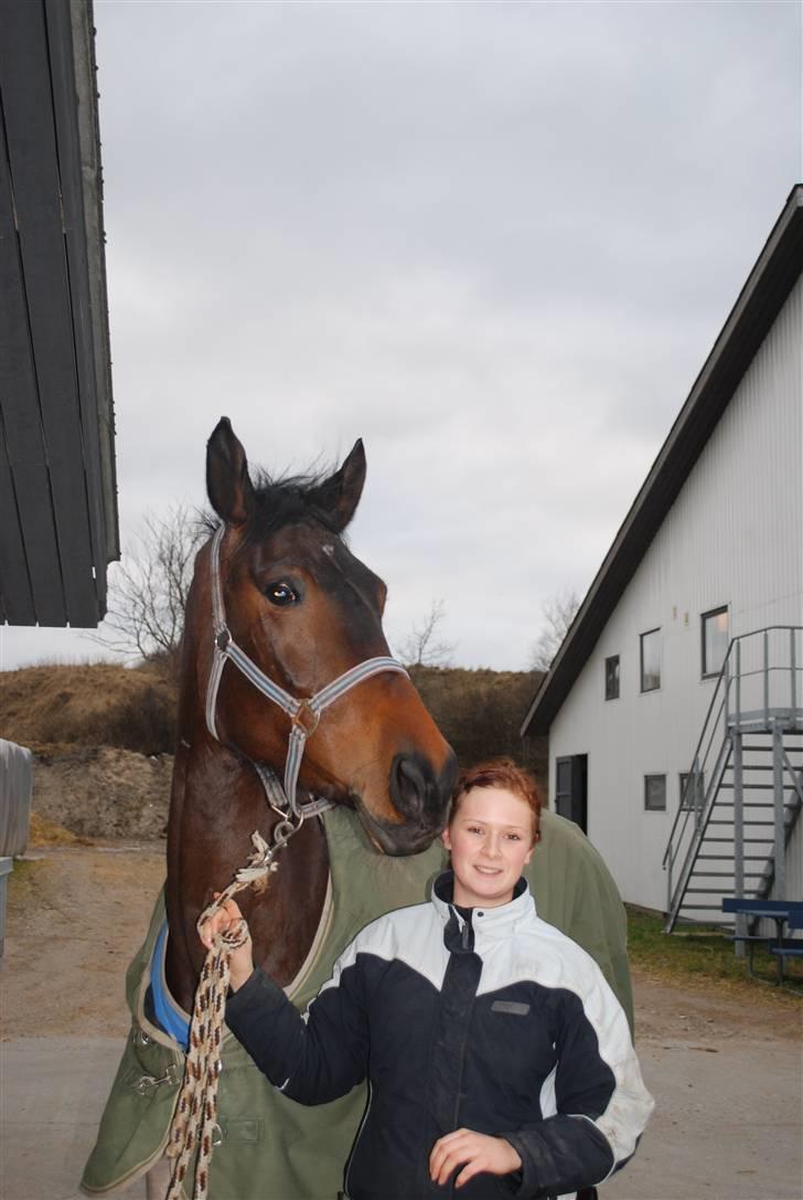 Dansk Varmblod Lioness (solgt) billede 6