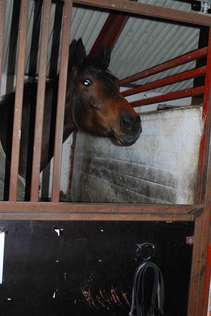 Dansk Varmblod Lioness (solgt) billede 7