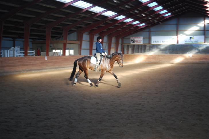 Dansk Varmblod Lioness (solgt) billede 8