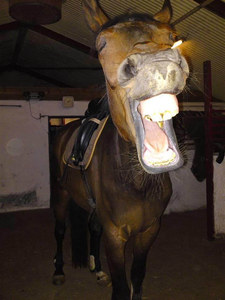 Dansk Varmblod Lioness (solgt) billede 9