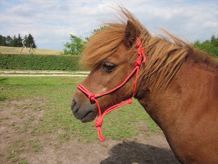 Shetlænder Rasmus - Rasmus med min hjemmelavede rebgrime :D billede 16