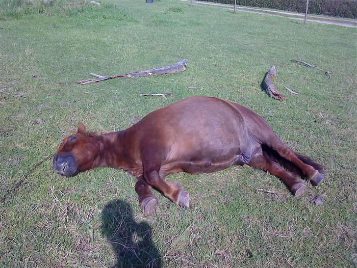 Shetlænder Rasmus - Rasmus sover i sommervarmen :) billede 17