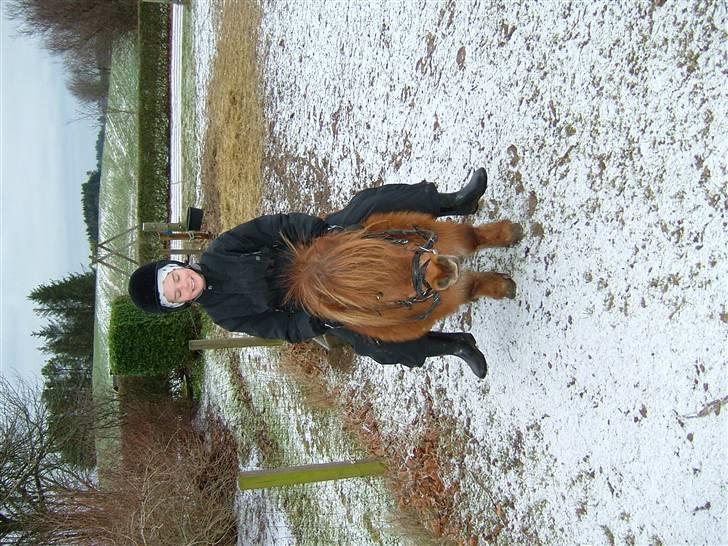 Shetlænder Rasmus - Jeg rider på Rasmus.. Ved godt jeg er for stor til ham, men skridter kun lidt engang i mellem :) billede 18