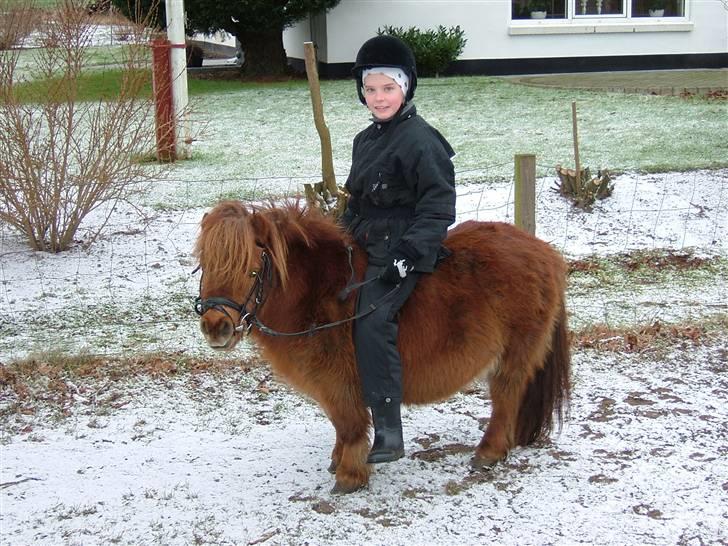 Shetlænder Rasmus - Jeg (Mette) er altså MEGA grim med den der sjove hue under ridehjelmen.. Men der var dælme koldt :) billede 19