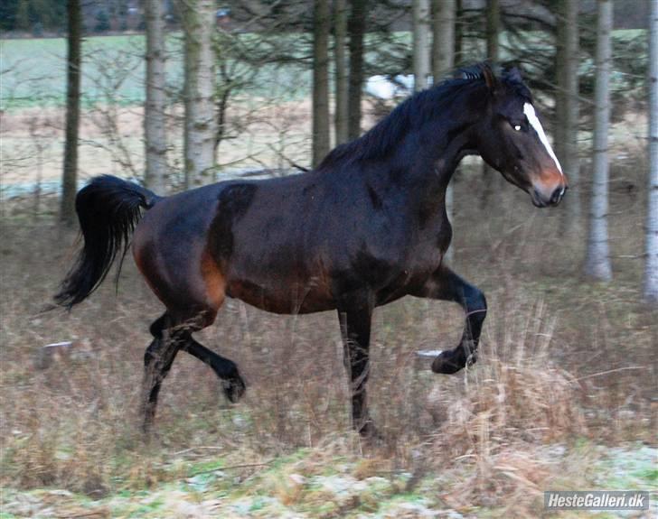 Dansk Varmblod Majestic/Hanniball - trav på folden. Foto: Ally billede 3