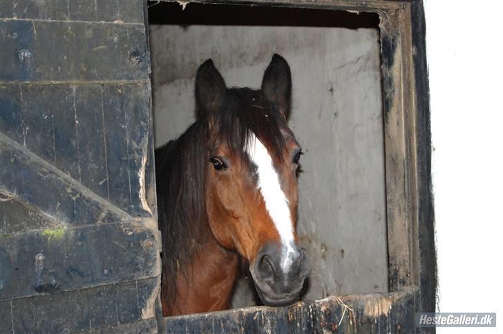 Dansk Varmblod Rubiola R.I.P. - her står hun i sin boks. Ftot: Ally billede 16