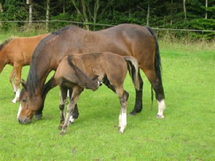Dansk Varmblod Rubiola R.I.P. - En god mor med sit føl Mikro K billede 17
