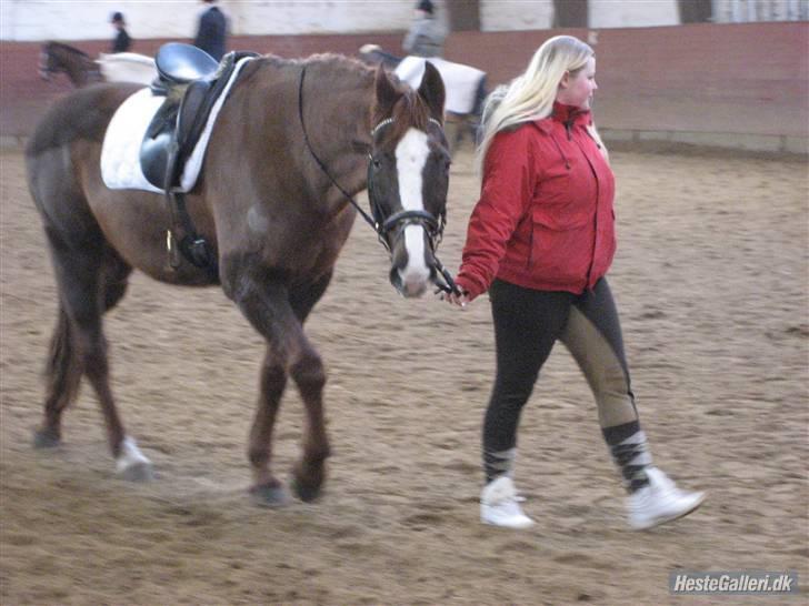 Anden særlig race Kashmir *Solgt* - Kashmir og jeg til stævne på E.O.R Lørdag d. 31 Januar 2009 :) billede 7