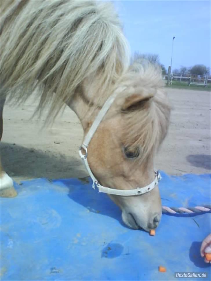 Dansk Miniature Søglimts Ziva - Er jeg ik dygtig? billede 11