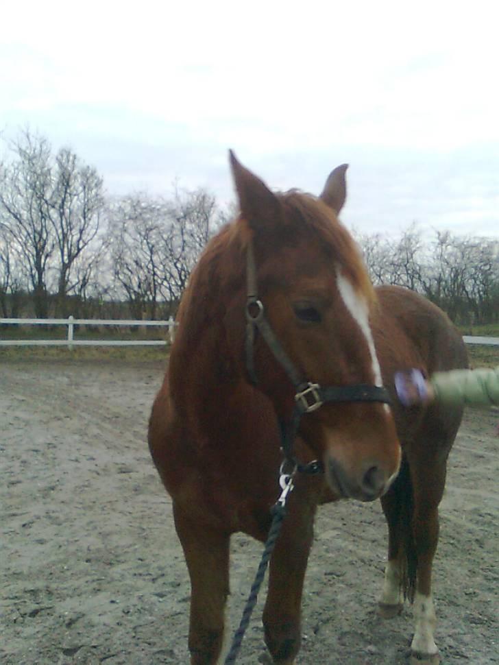 Pinto Svalegårdens Hemmingway - Bliver striglet igen., hehe (; [Foto: Mig] billede 10