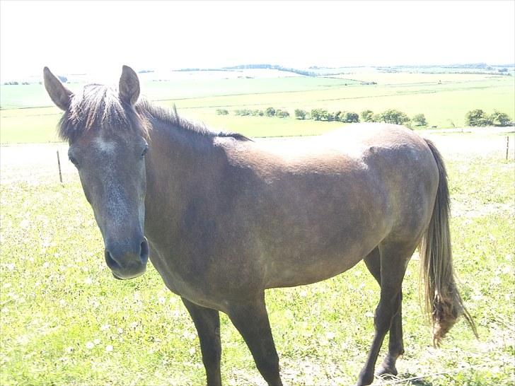 Anden særlig race Lawina - Velkommen til Lawina´s profil <3  billede 1