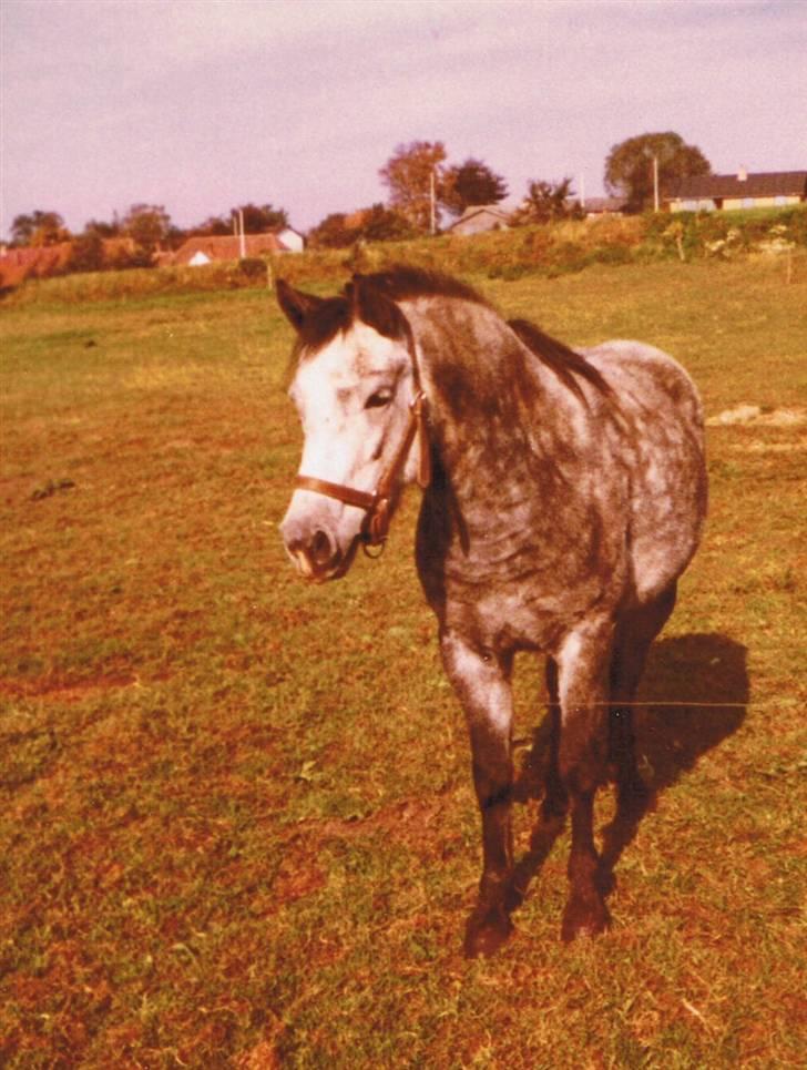 DSP Trikka - Her var hun helt ung, blot 5 år, utilredet og meget mørk skimlet. billede 4