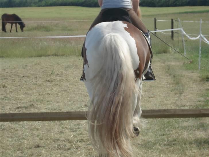 Anden særlig race Golden Atlas - Når enden er gó er alting godt :P Foto: Kusinen billede 20