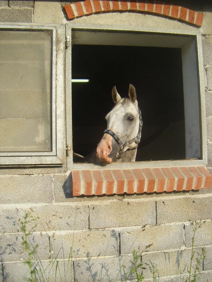 Anden særlig race Kirks Monty !SOLGT! - Velkommen til Monty´s profil :D  billede 1