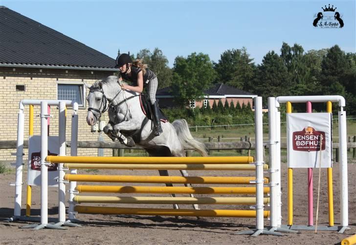 Anden særlig race Kirks Monty !SOLGT! - SA foto - springer vist 110 der :) billede 2