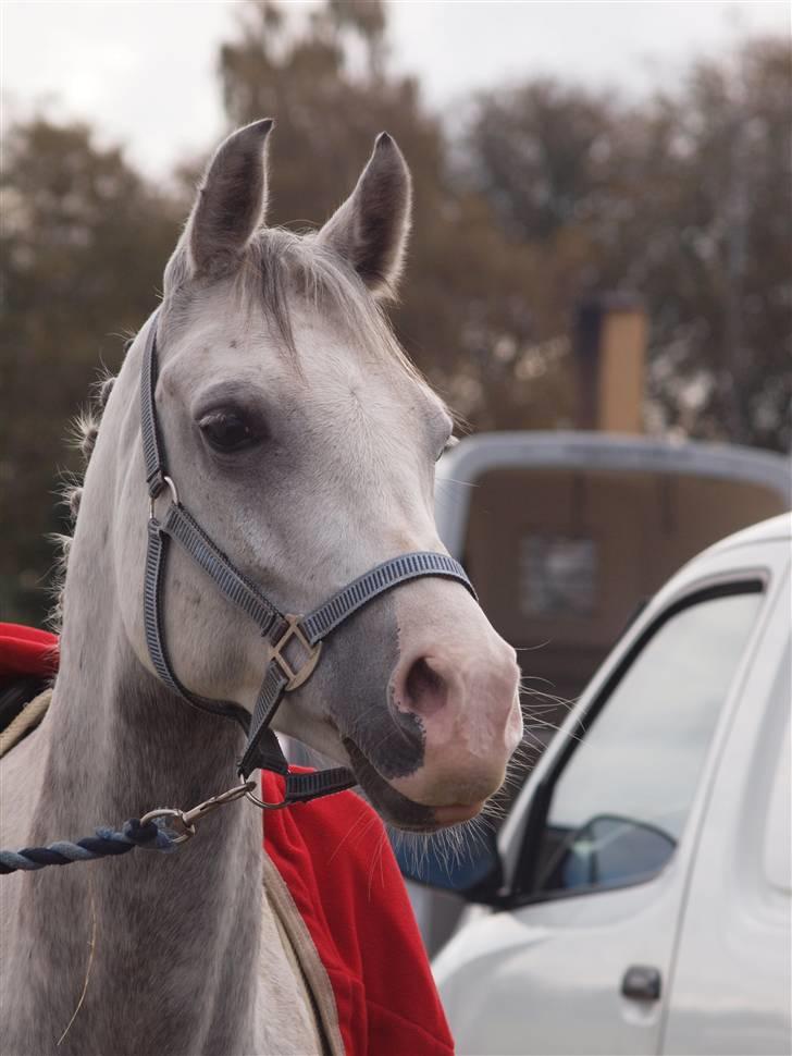 Anden særlig race Kirks Monty !SOLGT! billede 4