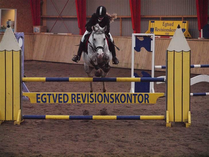 Anden særlig race Kirks Monty !SOLGT! billede 6