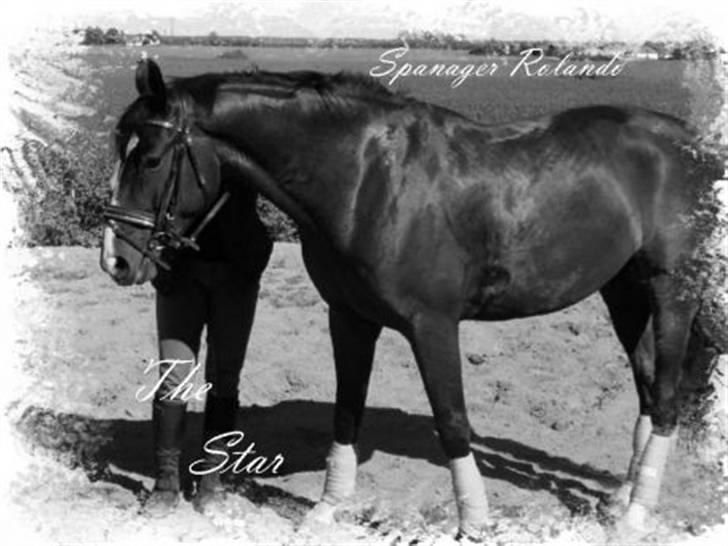 Dansk Varmblod Rolando *Solgt* billede 1