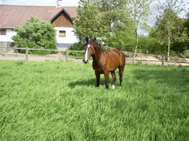 Dansk Varmblod Rolando *Solgt* billede 2