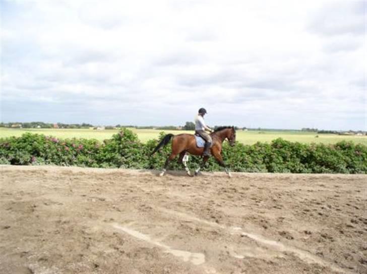 Dansk Varmblod Rolando *Solgt* billede 3