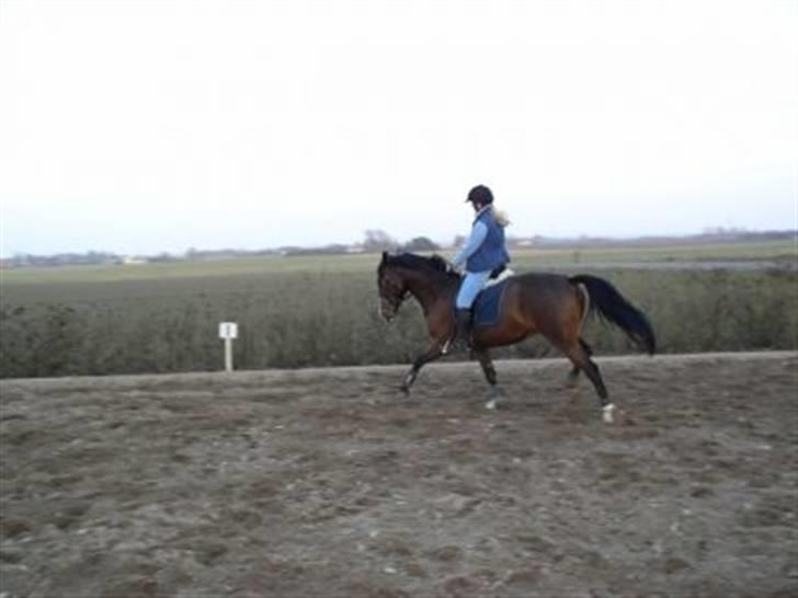 Dansk Varmblod Rolando *Solgt* billede 4