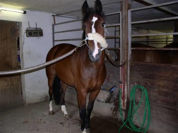 Dansk Varmblod Rolando *Solgt* billede 5