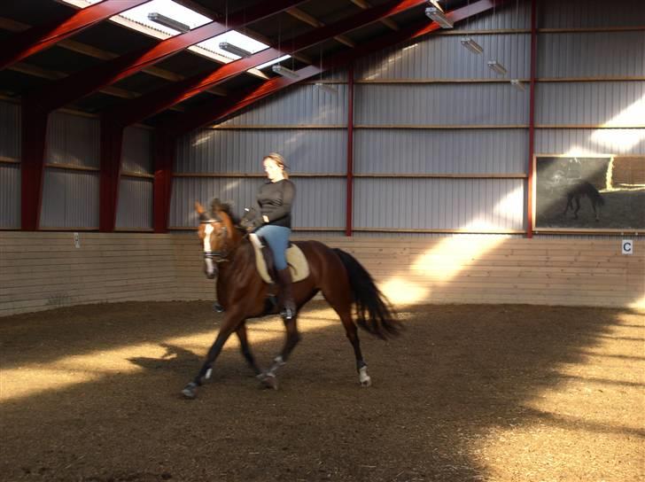 Dansk Varmblod Rolando *Solgt* billede 7