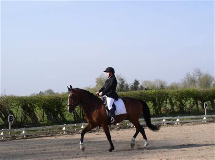 Dansk Varmblod Rolando *Solgt* billede 8