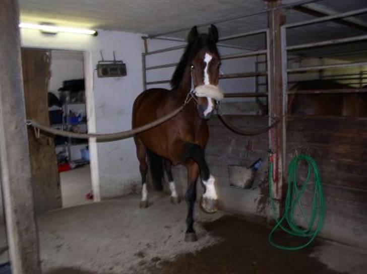 Dansk Varmblod Rolando *Solgt* billede 9