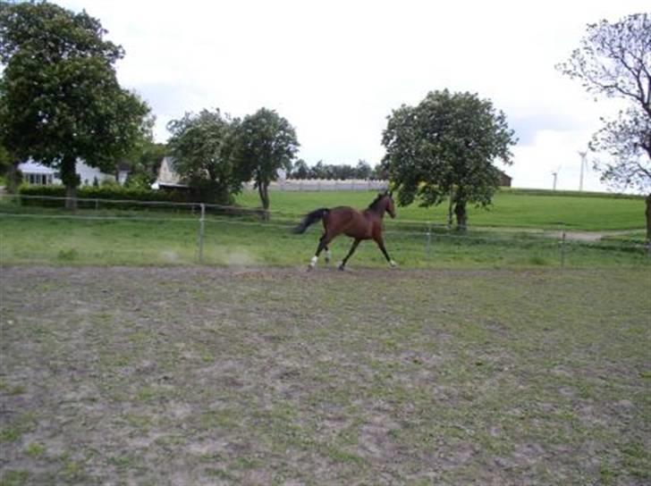 Dansk Varmblod Rolando *Solgt* billede 10